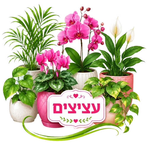 עציצים